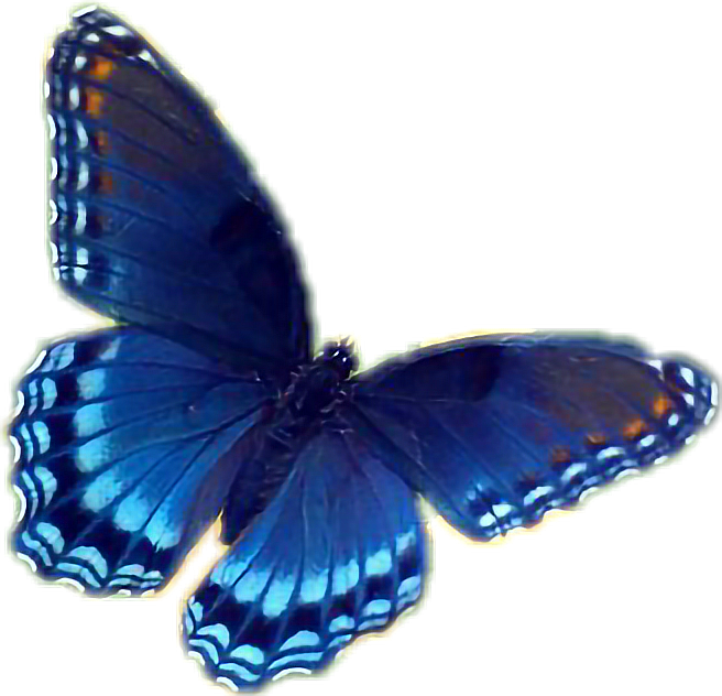 butterfly freetoedit - Sticker by sasanth t