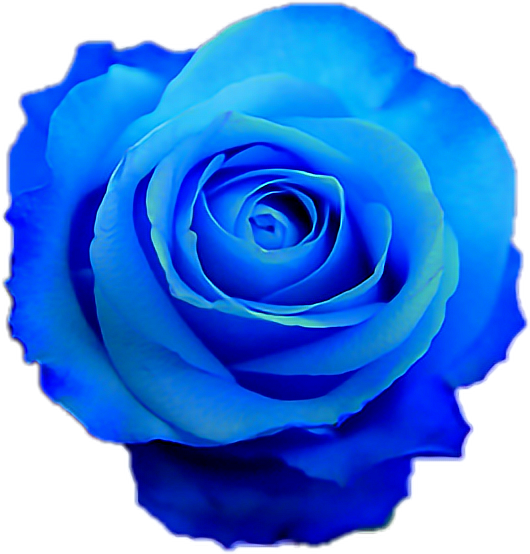 rose blue prettyinblue freetoedit sticker by @riley0211