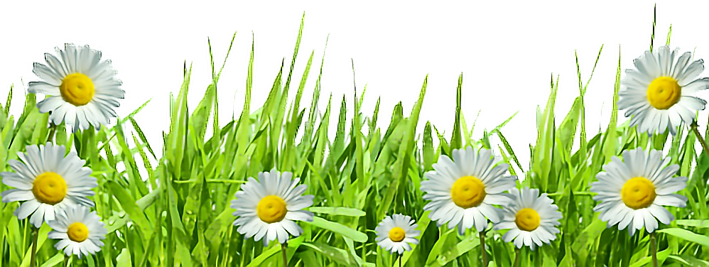 spring trees .png bokeh overlay
