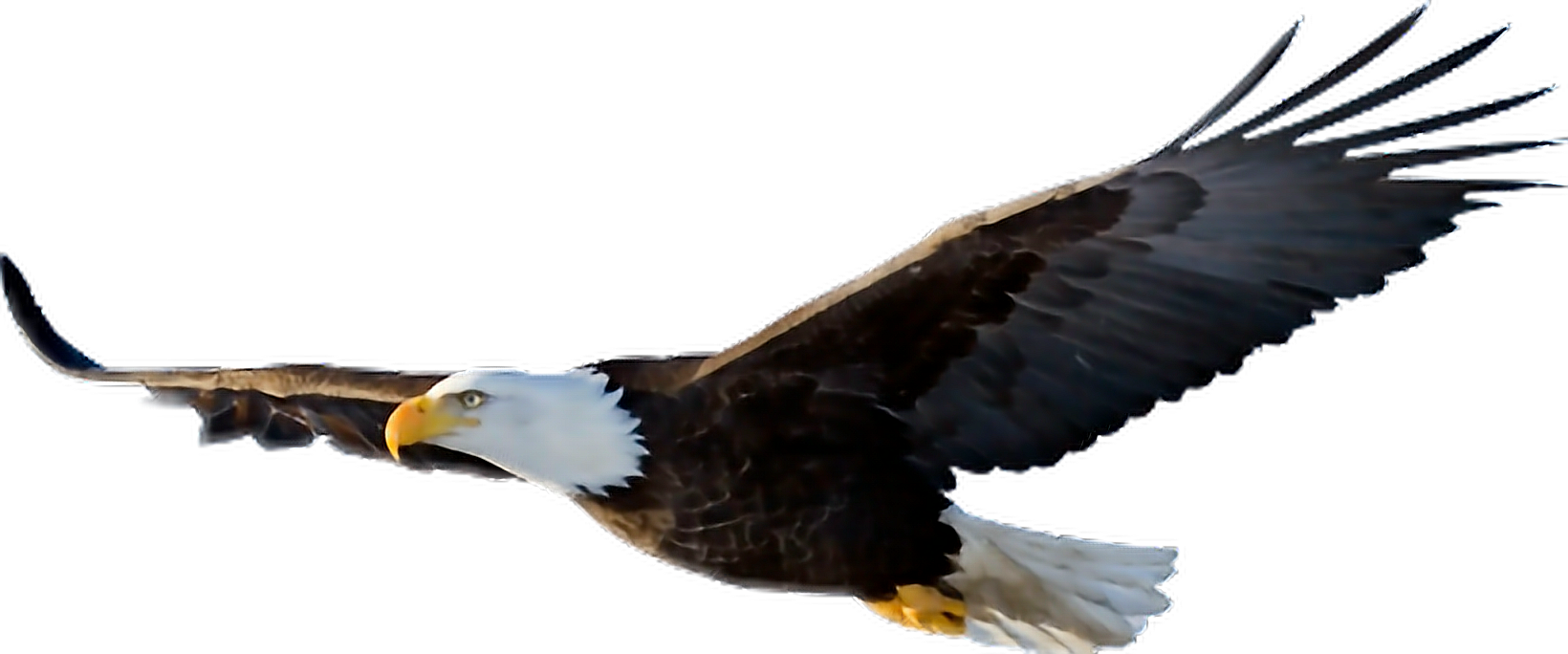 aguila eagle freetoedit aguila sticker by deniabejardaz