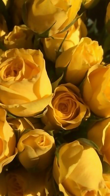 rosas fondos wallpaper amarillo 244069755003212 by @jimgg84